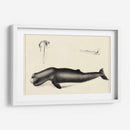 Estudio De Ballena Antiguo Ii | Cuadro decorativo de Canvas Lab