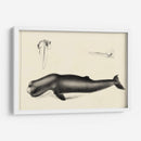 Estudio De Ballena Antiguo Ii | Cuadro decorativo de Canvas Lab