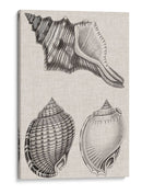 Cáscaras De Carbón Y Lino V - Vision Studio | Cuadro decorativo de Canvas Lab
