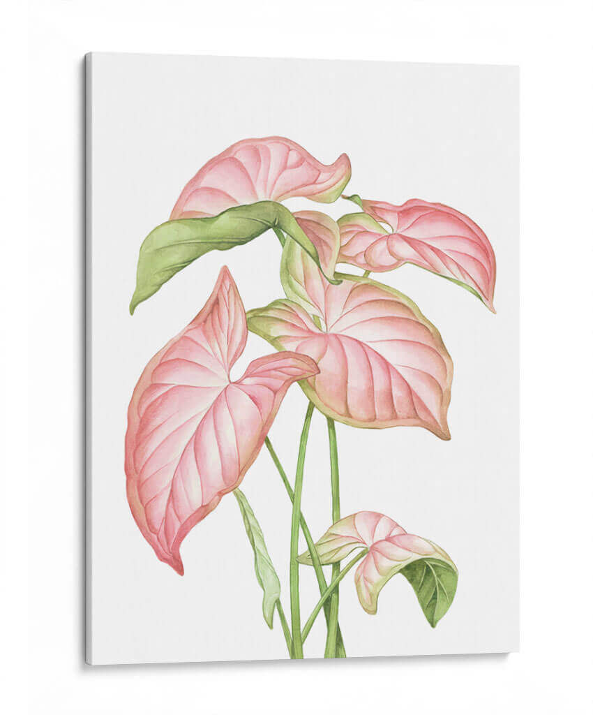 Romeo Rosa - Blanca Aurora | Cuadro decorativo de Canvas Lab