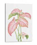 Romeo Rosa - Blanca Aurora | Cuadro decorativo de Canvas Lab