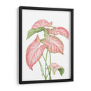 Romeo Rosa - Blanca Aurora | Cuadro decorativo de Canvas Lab