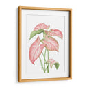 Romeo Rosa - Blanca Aurora | Cuadro decorativo de Canvas Lab