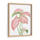 Romeo Rosa - Blanca Aurora | Cuadro decorativo de Canvas Lab