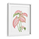 Romeo Rosa - Blanca Aurora | Cuadro decorativo de Canvas Lab