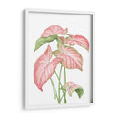 Romeo Rosa - Blanca Aurora | Cuadro decorativo de Canvas Lab