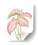 Romeo Rosa - Blanca Aurora | Cuadro decorativo de Canvas Lab