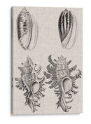 Conchas De Carbón Y Lino Vii - Vision Studio | Cuadro decorativo de Canvas Lab