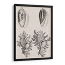 Conchas De Carbón Y Lino Vii - Vision Studio | Cuadro decorativo de Canvas Lab