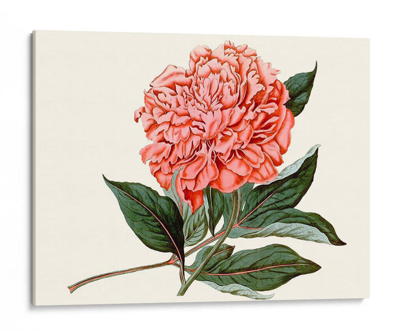 Peony Blush Ii - Curtis | Cuadro decorativo de Canvas Lab