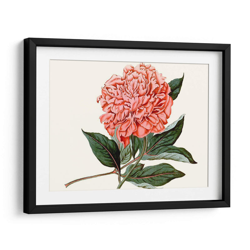 Peony Blush Ii - Curtis | Cuadro decorativo de Canvas Lab