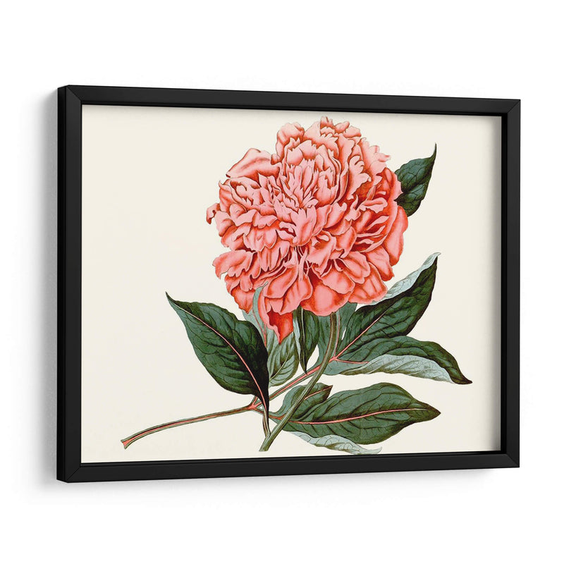 Peony Blush Ii - Curtis | Cuadro decorativo de Canvas Lab