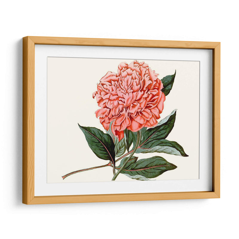 Peony Blush Ii - Curtis | Cuadro decorativo de Canvas Lab