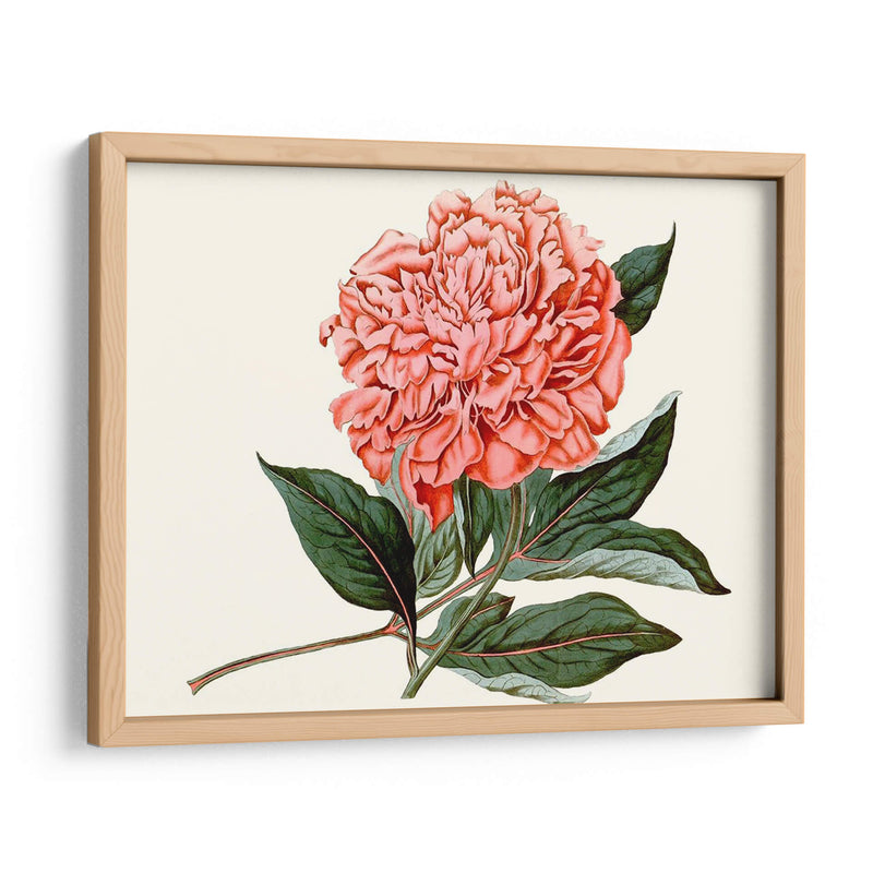 Peony Blush Ii - Curtis | Cuadro decorativo de Canvas Lab