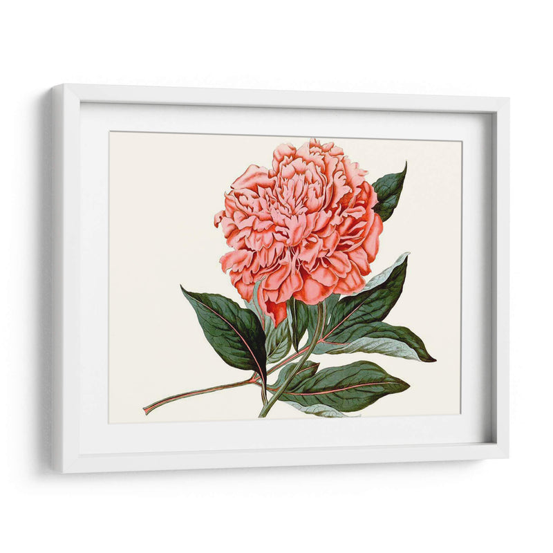 Peony Blush Ii - Curtis | Cuadro decorativo de Canvas Lab