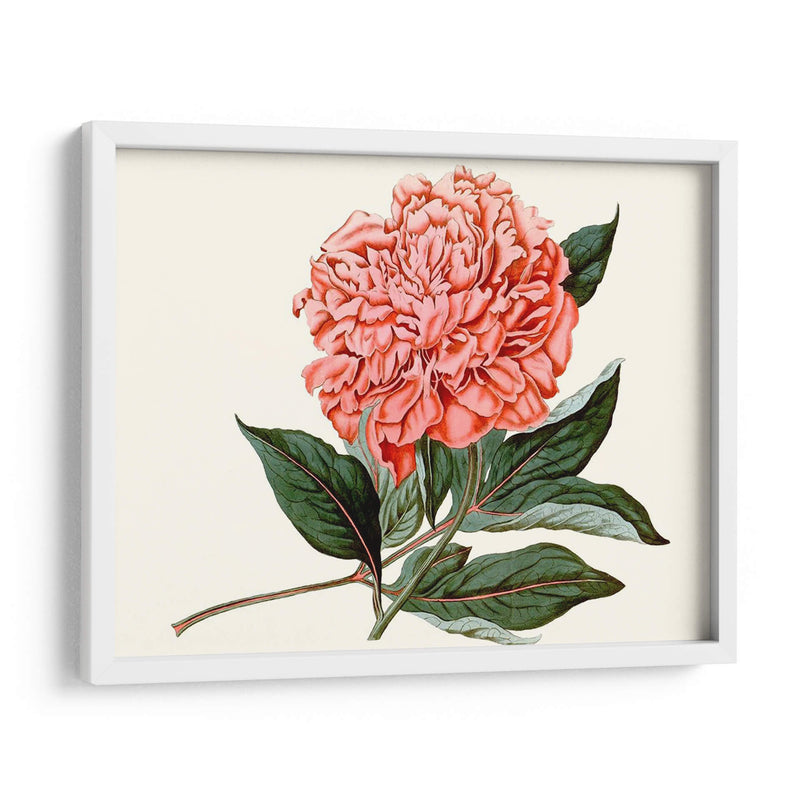 Peony Blush Ii - Curtis | Cuadro decorativo de Canvas Lab