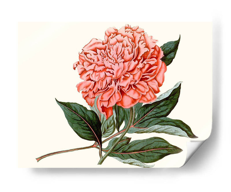 Peony Blush Ii - Curtis | Cuadro decorativo de Canvas Lab