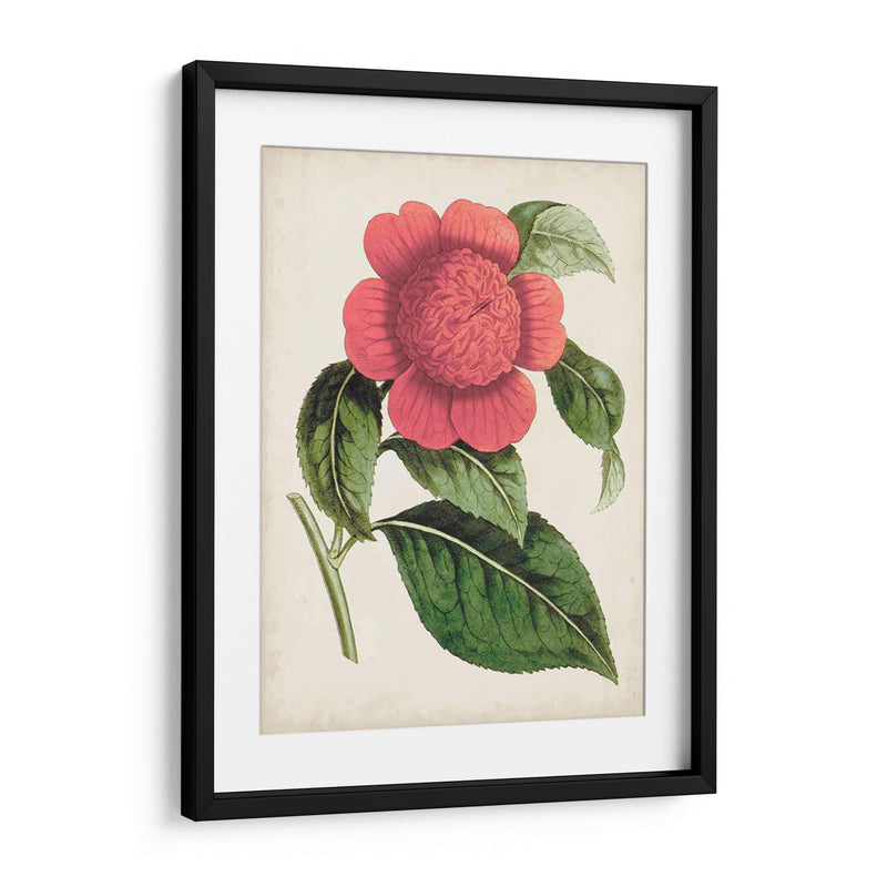 Carnelian Blooms Ii - Curtis | Cuadro decorativo de Canvas Lab