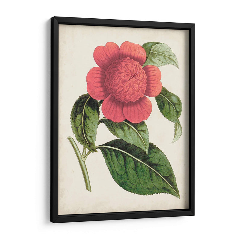 Carnelian Blooms Ii - Curtis | Cuadro decorativo de Canvas Lab