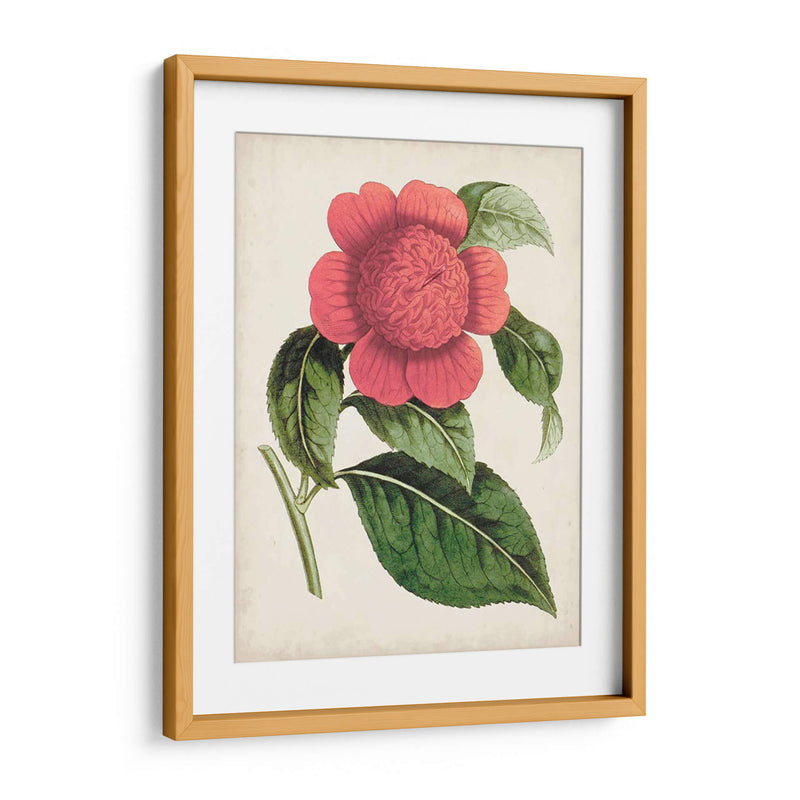 Carnelian Blooms Ii - Curtis | Cuadro decorativo de Canvas Lab