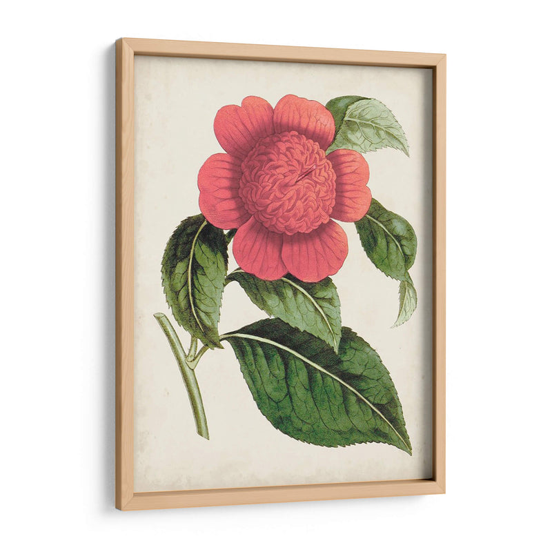 Carnelian Blooms Ii - Curtis | Cuadro decorativo de Canvas Lab