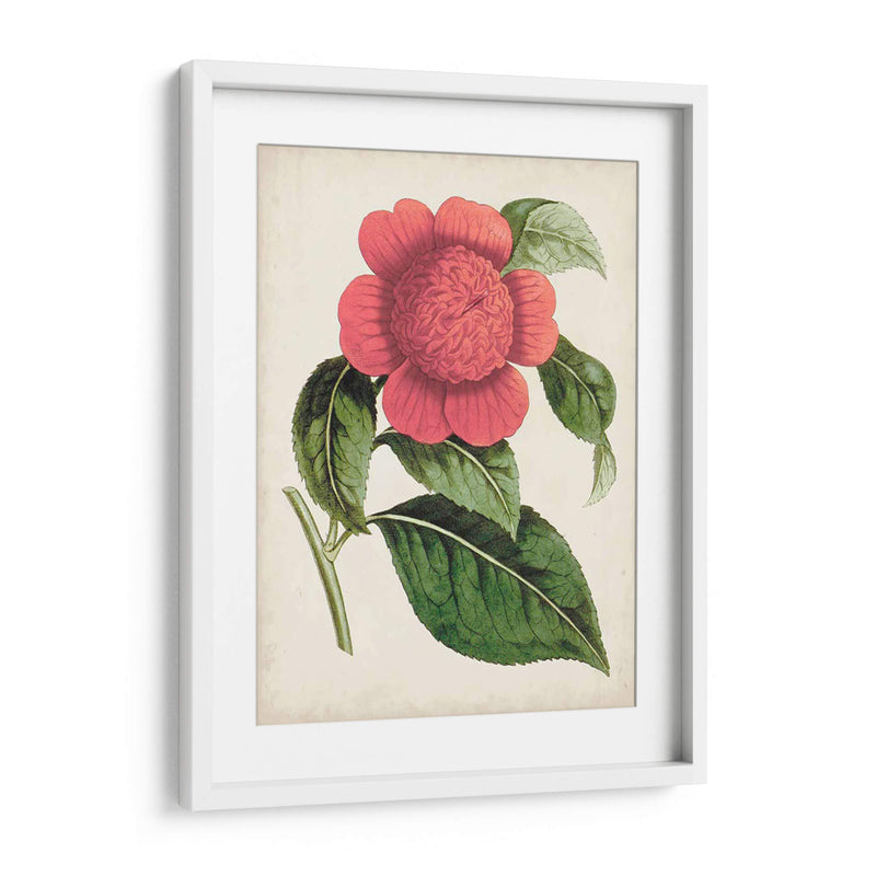 Carnelian Blooms Ii - Curtis | Cuadro decorativo de Canvas Lab