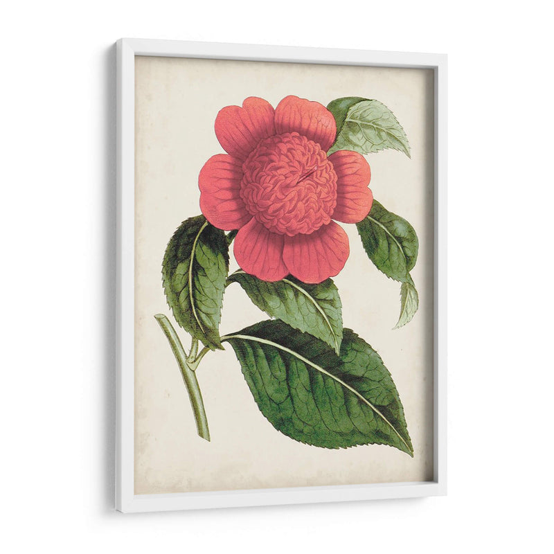 Carnelian Blooms Ii - Curtis | Cuadro decorativo de Canvas Lab