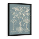 Delicado Besler Botanical Ii - Vision Studio | Cuadro decorativo de Canvas Lab