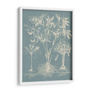 Delicado Besler Botanical Ii - Vision Studio | Cuadro decorativo de Canvas Lab