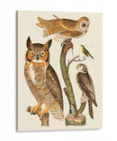 Wilson Búhos I - Alexander Wilson | Cuadro decorativo de Canvas Lab