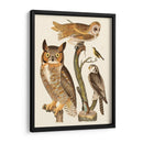 Wilson Búhos I - Alexander Wilson | Cuadro decorativo de Canvas Lab