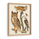 Wilson Búhos I - Alexander Wilson | Cuadro decorativo de Canvas Lab