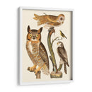 Wilson Búhos I - Alexander Wilson | Cuadro decorativo de Canvas Lab