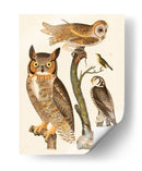 Wilson Búhos I - Alexander Wilson | Cuadro decorativo de Canvas Lab