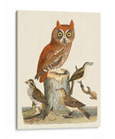 Wilson Owls Ii - Alexander Wilson | Cuadro decorativo de Canvas Lab