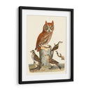Wilson Owls Ii - Alexander Wilson | Cuadro decorativo de Canvas Lab