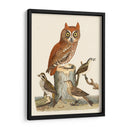Wilson Owls Ii - Alexander Wilson | Cuadro decorativo de Canvas Lab