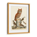 Wilson Owls Ii - Alexander Wilson | Cuadro decorativo de Canvas Lab