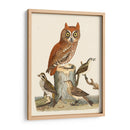 Wilson Owls Ii - Alexander Wilson | Cuadro decorativo de Canvas Lab