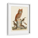 Wilson Owls Ii - Alexander Wilson | Cuadro decorativo de Canvas Lab