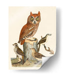 Wilson Owls Ii - Alexander Wilson | Cuadro decorativo de Canvas Lab