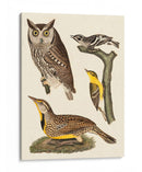 Wilson Owls Iii - Alexander Wilson | Cuadro decorativo de Canvas Lab