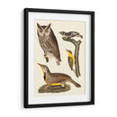 Wilson Owls Iii - Alexander Wilson | Cuadro decorativo de Canvas Lab