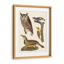 Wilson Owls Iii - Alexander Wilson | Cuadro decorativo de Canvas Lab
