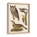 Wilson Owls Iii - Alexander Wilson | Cuadro decorativo de Canvas Lab