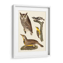 Wilson Owls Iii - Alexander Wilson | Cuadro decorativo de Canvas Lab