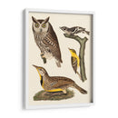 Wilson Owls Iii - Alexander Wilson | Cuadro decorativo de Canvas Lab