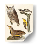 Wilson Owls Iii - Alexander Wilson | Cuadro decorativo de Canvas Lab
