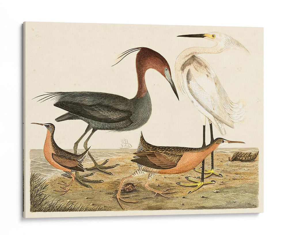 Familia De La Garza Iv - Alexander Wilson | Cuadro decorativo de Canvas Lab