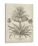 Fresco Crown Imperial Iii - Vision Studio | Cuadro decorativo de Canvas Lab